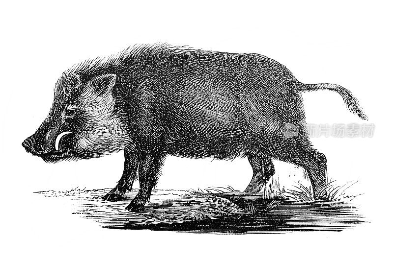 野猪(Sus Scrofa)